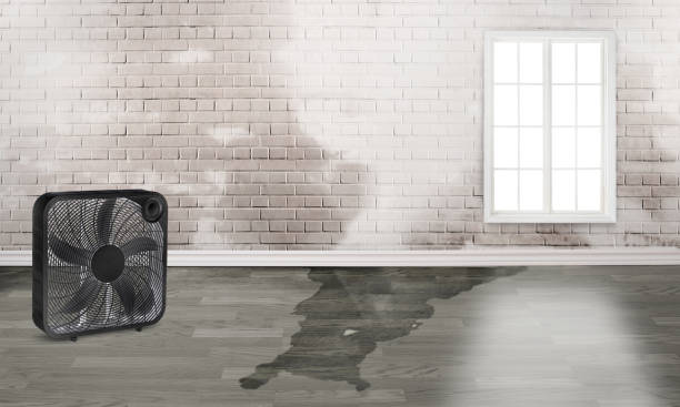 Best Water damage restoration near me  in Atwood, IL